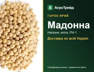 Зображення для оголошення Мадонна — ярий горох, насіння, від 24 600 грн/т