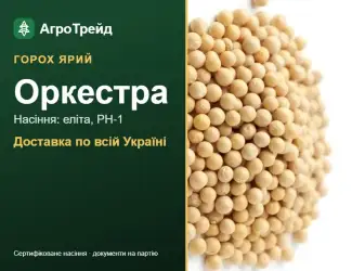 Зображення для оголошення Насіння ярого гороху Оркестра