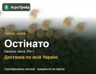 Зображення для оголошення Остінато — ярий горох, насіння
