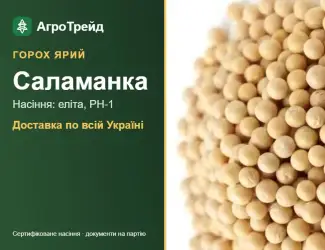 Зображення для оголошення Ярий горох Саламанка — насіння, від 24 600 грн/т