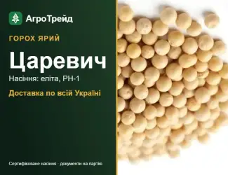 Зображення для оголошення Царевич — ярий горох, насіння