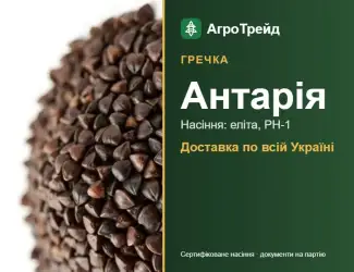 Зображення для оголошення Антарія — гречка, насіння