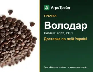 Зображення для оголошення Гречка Володар — насіння