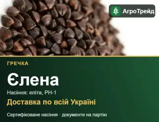 Зображення для оголошення Гречка Єлена для посіву