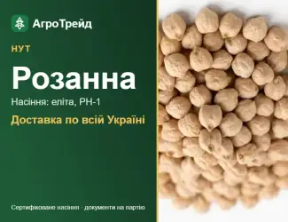 Зображення для оголошення Купити нут Розанна на посів