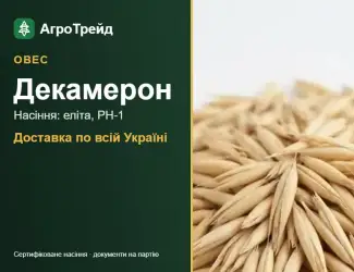 Зображення для оголошення Овес Декамерон для посіву