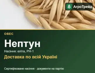 Зображення для оголошення Насіння: овес Нептун