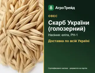 Зображення для оголошення Овес Скарб України (голозерний) — насіння