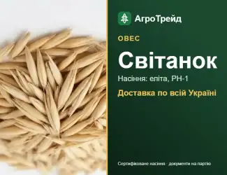 Зображення для оголошення Світанок — овес, насіння