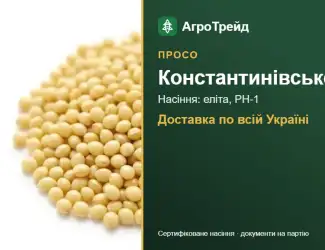 Зображення для оголошення Насіння проса Константинівське