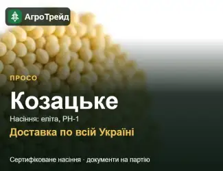 Зображення для оголошення Насіння проса Козацьке