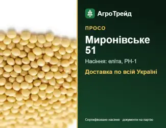 Зображення для оголошення Купити просо Миронівське 51 на посів