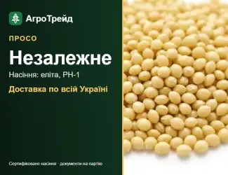 Зображення для оголошення Просо Незалежне — насіння