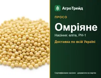 Зображення для оголошення Просо Омріяне — насіння
