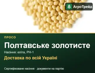 Зображення для оголошення Полтавське золотисте — просо, насіння