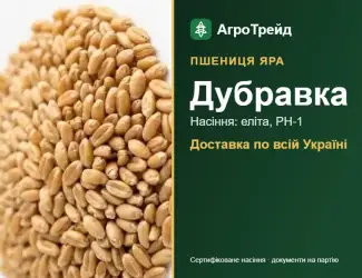 Зображення для оголошення Дубравка — яра пшениця, насіння