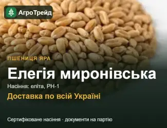 Зображення для оголошення Яра пшениця Елегія миронівська — насіння