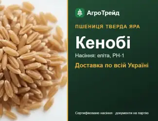 Зображення для оголошення Пшениця тверда яра Кенобі для посіву