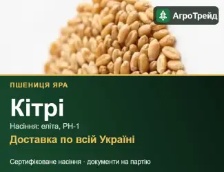 Зображення для оголошення Пшениця яра Кітрі — насіння