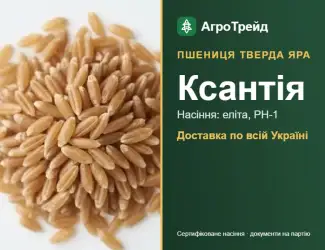 Зображення для оголошення Купити тверду яру пшеницю Ксантія на посів