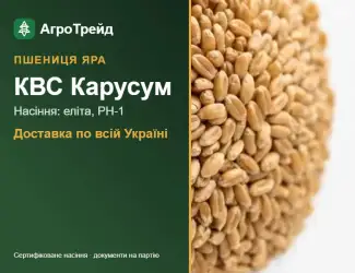 Зображення для оголошення КВС Карусум — яра пшениця, насіння