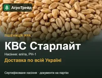 Зображення для оголошення КВС Старлайт — яра пшениця, насіння