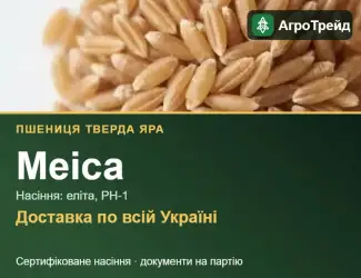 Зображення для оголошення Пшениця тверда яра Меіса — насіння