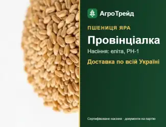 Зображення для оголошення Яра пшениця Провінціалка — насіння