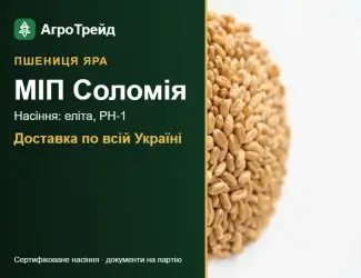 Зображення для оголошення МІП Соломія — яра пшениця, насіння