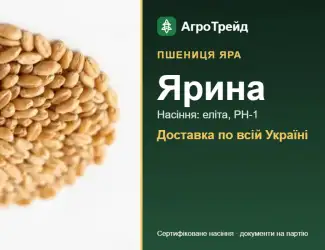 Зображення для оголошення Насіння пшениці Ярина