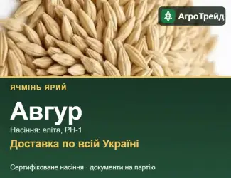 Зображення для оголошення Авгур — ярий ячмінь, насіння