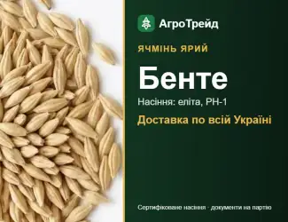 Зображення для оголошення Ячмінь ярий Бенте — насіння