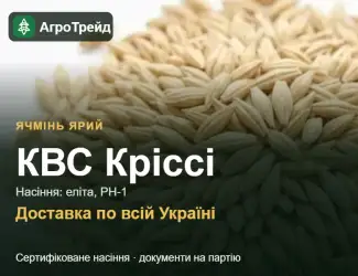Зображення для оголошення Насіння: ячмінь ярий КВС Кріссі