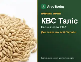 Зображення для оголошення Купити ярий ячмінь КВС Таліс на посів