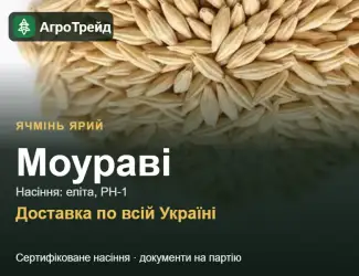 Зображення для оголошення Ярий ячмінь Моураві — насіння