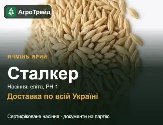 Зображення для оголошення Купити ярий ячмінь Сталкер на посів