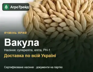 Зображення для оголошення Ячмінь ярий Вакула — насіння
