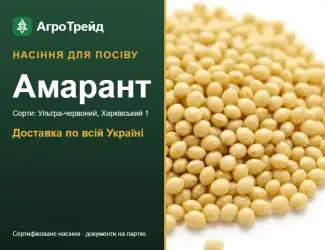 Зображення для оголошення Продам насіння амаранту