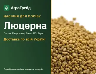 Зображення для оголошення Продам насіння люцерни
