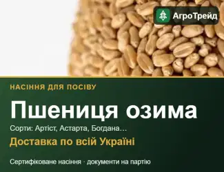 Зображення для оголошення Продам насіння озимої пшениці