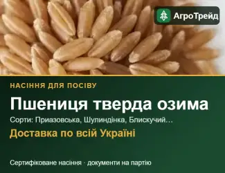Зображення для оголошення Продам насіння твердої озимої пшениці