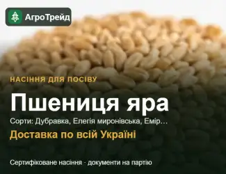 Зображення для оголошення Продам насіння ярої пшениці