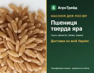 Зображення для оголошення Продам насіння твердої ярої пшениці