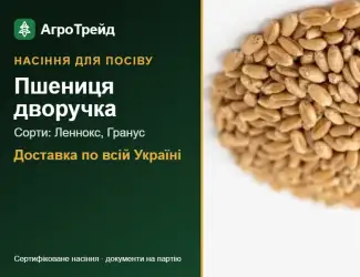 Зображення для оголошення Продам насіння пшениці дворучки