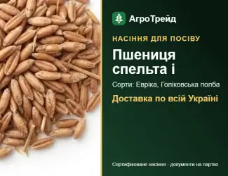 Зображення для оголошення Продам насіння спельти та полби