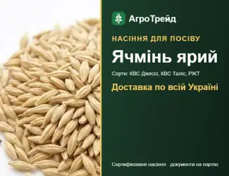 Зображення для оголошення Продам насіння ярого ячменю
