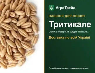 Зображення для оголошення Продам насіння тритикале
