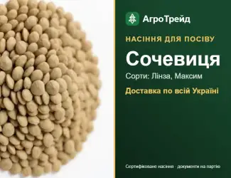 Зображення для оголошення Продам насіння сочевиці