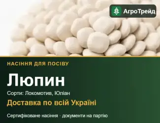 Зображення для оголошення Продам насіння люпину
