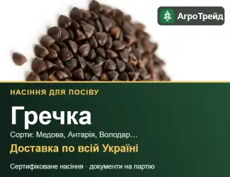 Зображення для оголошення Продам насіння гречки